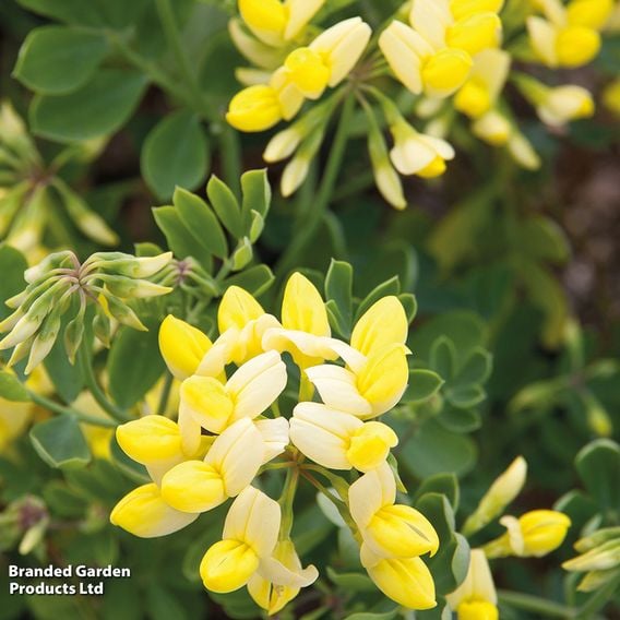 Coronilla valentina subsp. glauca 'Citrina'