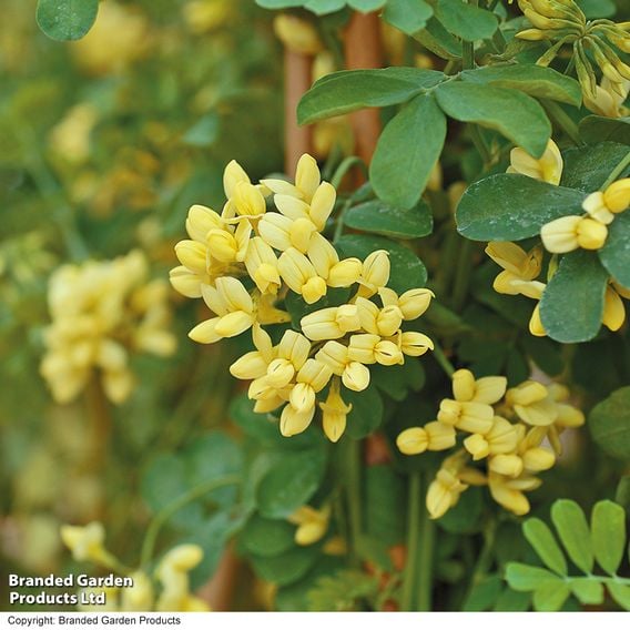 Coronilla valentina subsp. glauca 'Citrina'