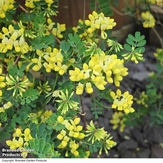 Coronilla valentina subsp. glauca 'Citrina'