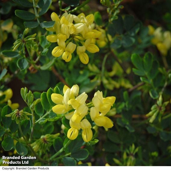 Coronilla valentina subsp. glauca 'Citrina'
