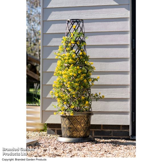 Coronilla valentina subsp. glauca 'Citrina'