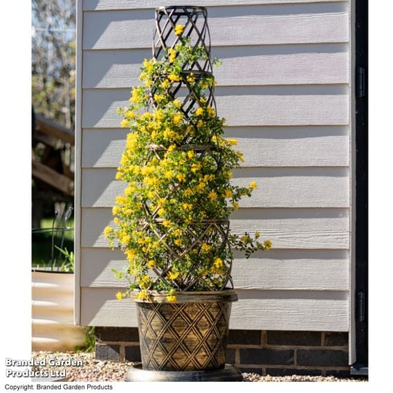 Coronilla valentina subsp. glauca 'Citrina'