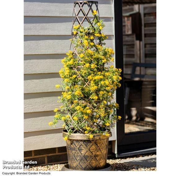 Coronilla valentina subsp. glauca 'Citrina'