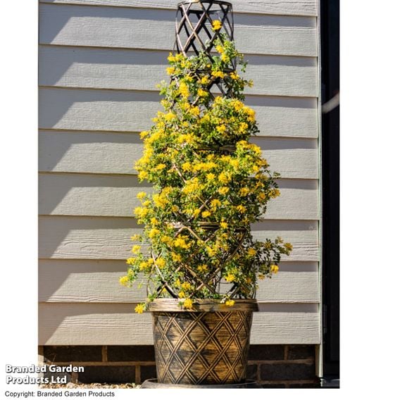 Coronilla valentina subsp. glauca 'Citrina'