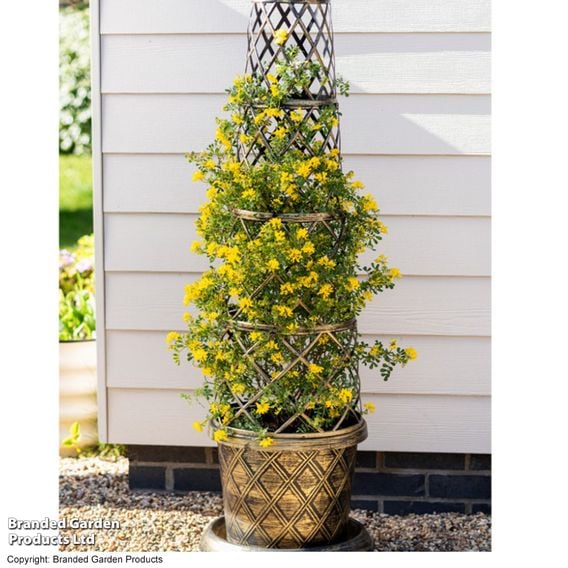 Coronilla valentina subsp. glauca 'Citrina'