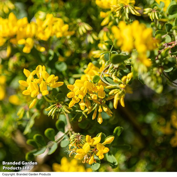 Coronilla valentina subsp. glauca 'Citrina'