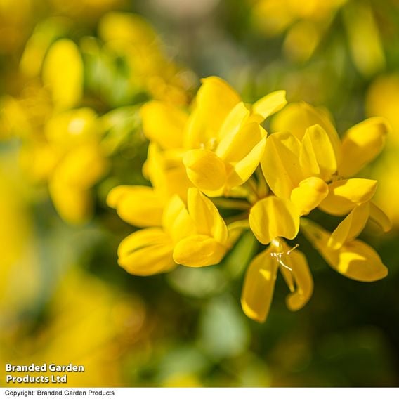 Coronilla glauca