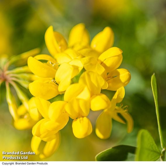 Coronilla glauca