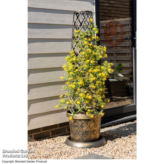 Coronilla valentina subsp. glauca 'Citrina'