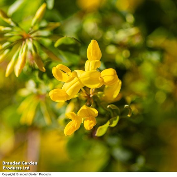 Coronilla glauca