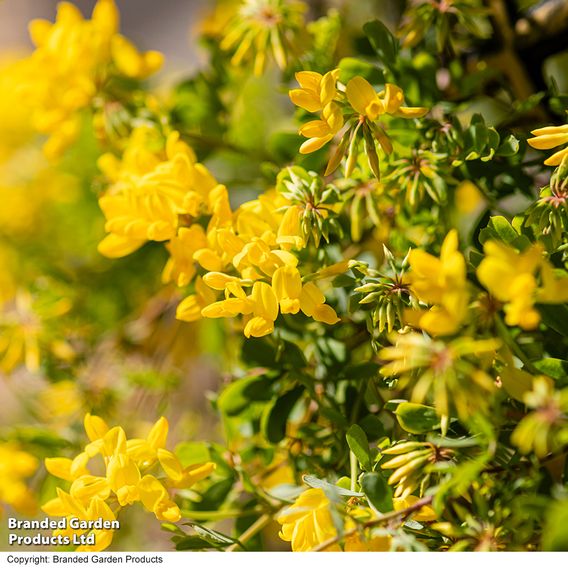 Coronilla valentina subsp. glauca 'Citrina'