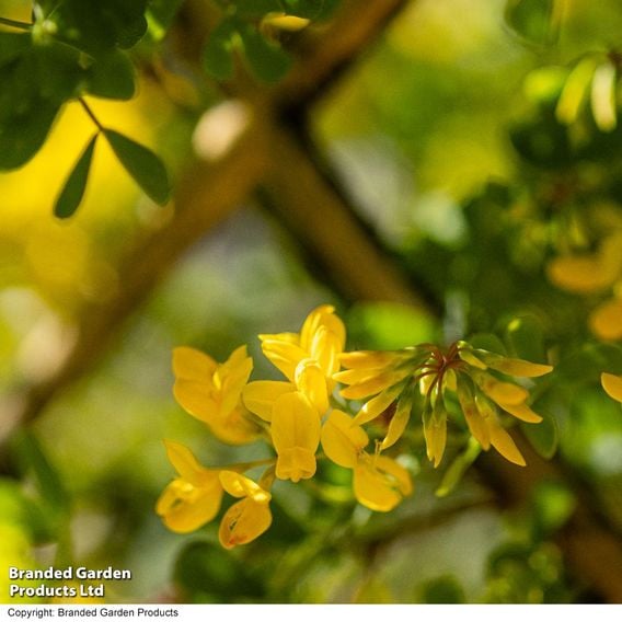 Coronilla glauca