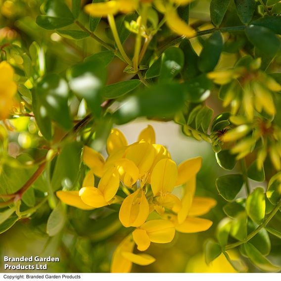 Coronilla glauca