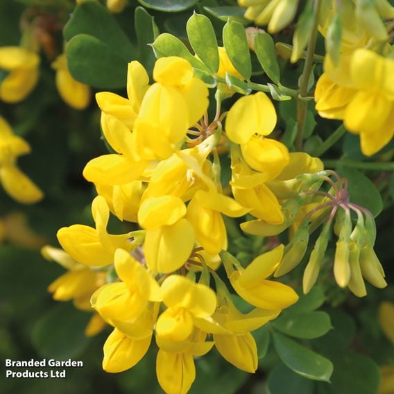 Coronilla glauca