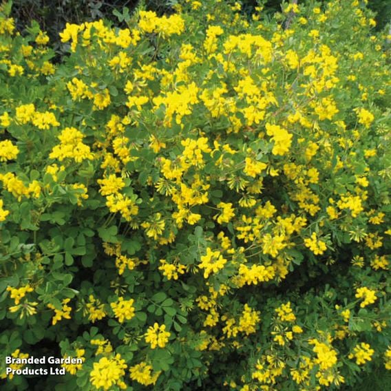 Coronilla glauca