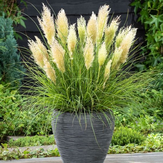 Cortaderia selloana 'Tiny Pampa'