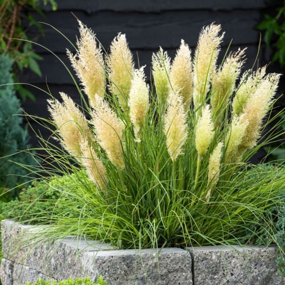 Cortaderia selloana 'Tiny Pampa'