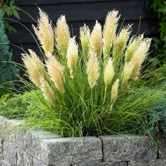 Cortaderia selloana 'Tiny Pampa'
