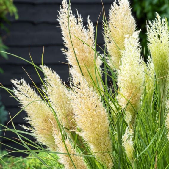 Cortaderia selloana 'Tiny Pampa'