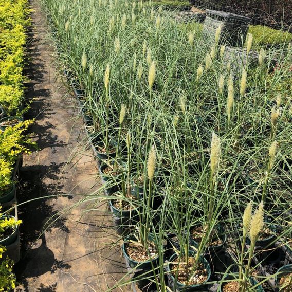 Cortaderia selloana 'Tiny Pampa'