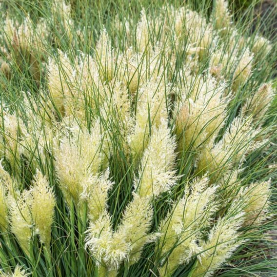Cortaderia selloana 'Tiny Pampa'