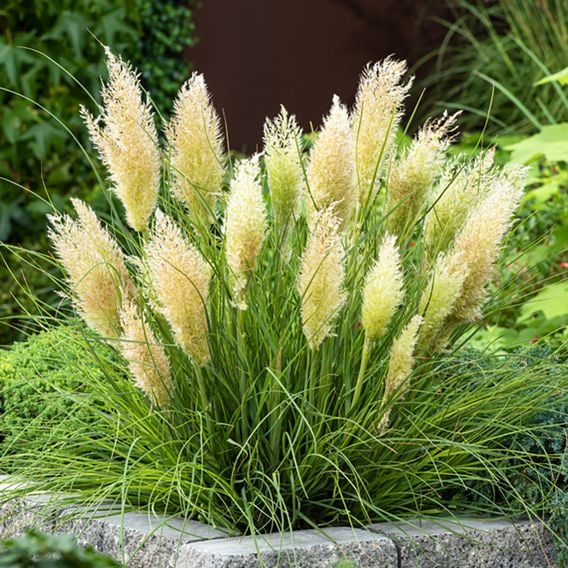 Cortaderia selloana 'Tiny Pampa'