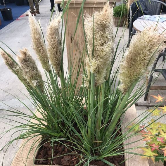 Cortaderia selloana 'Tiny Pampa'