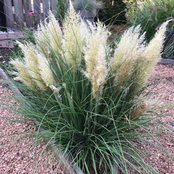 Cortaderia selloana 'Tiny Pampa'