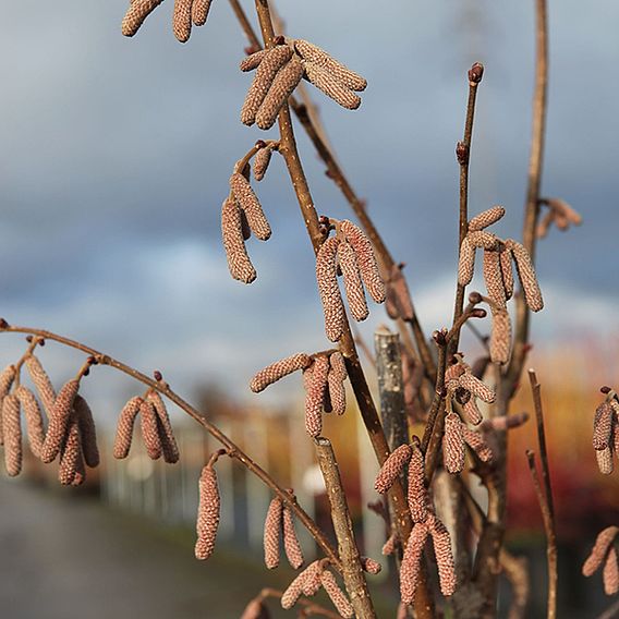 Corylus 'Rode Zellernoot'