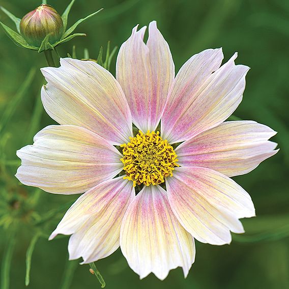 Cosmos Apricot Lemonade Seeds