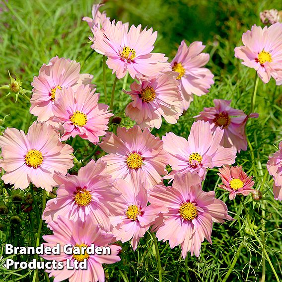 Cosmos 'Apricotta' - Seeds