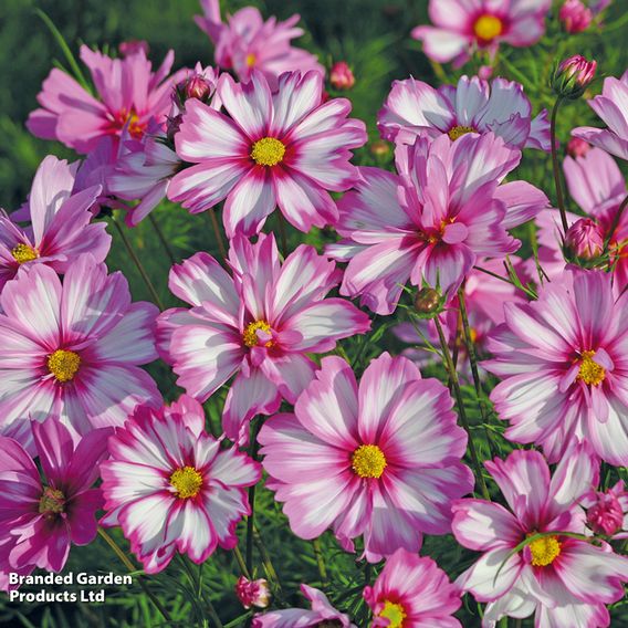 Cosmos 'Capriola' - Seeds