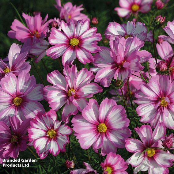 Cosmos 'Capriola' - Seeds