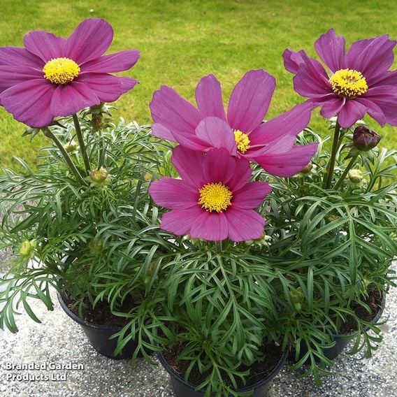Cosmos bipinnatus 'Cosmini Carmine'