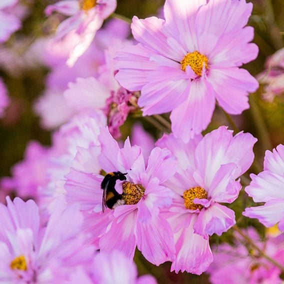 Cosmos 'Colletta Pink-White' - Seeds