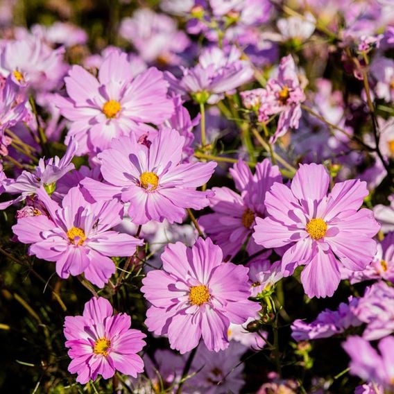Cosmos 'Colletta Pink-White' - Seeds