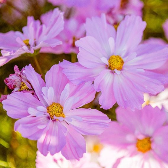 Cosmos 'Colletta Pink-White' - Seeds