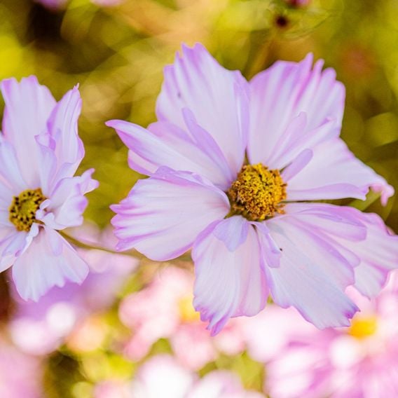 Cosmos 'Colletta Pink-White' - Seeds