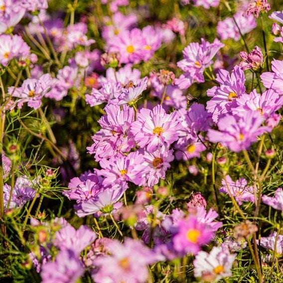 Cosmos 'Colletta Pink-White' - Seeds