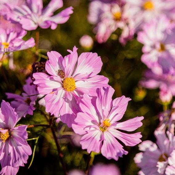 Cosmos 'Colletta Pink-White' - Seeds