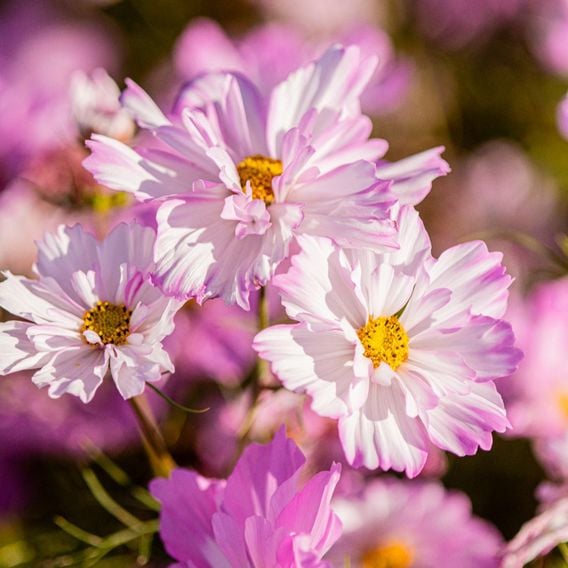 Cosmos 'Colletta Pink-White' - Seeds