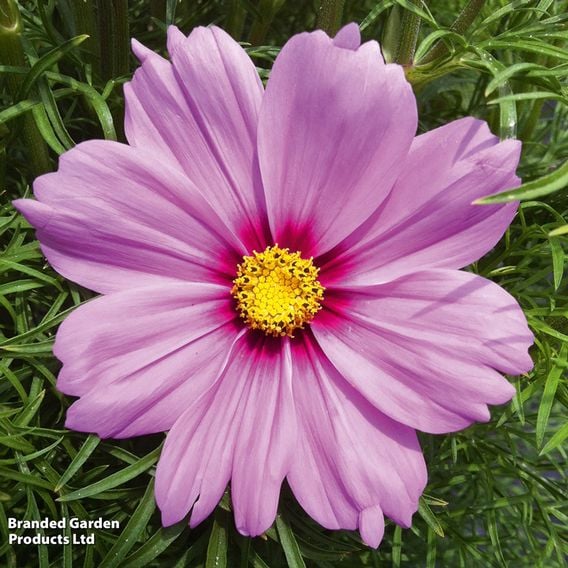 Cosmos bipinnatus 'Cosmini Pink'