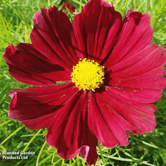 Cosmos bipinnatus 'Cosmini Red'