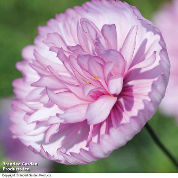 Cosmos 'Cupcakes Blush' - Seeds