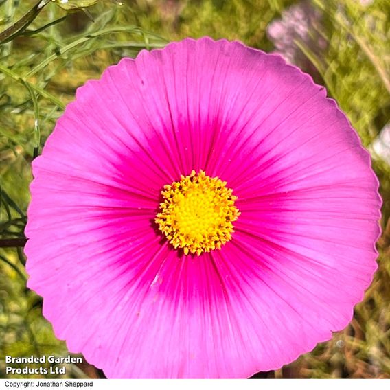 Cosmos 'Fondant Fancy' - Seeds