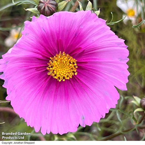 Cosmos 'Fondant Fancy' - Seeds