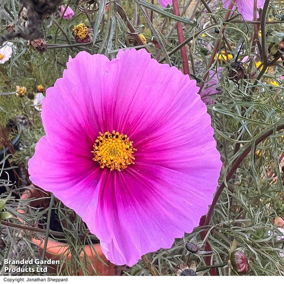 Cosmos 'Fondant Fancy' - Seeds