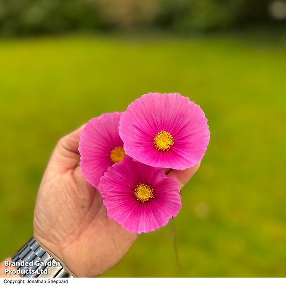 Cosmos 'Fondant Fancy' - Seeds