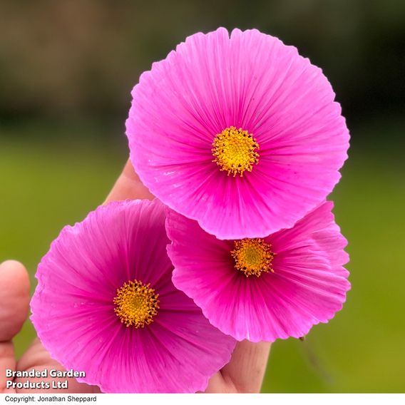 Cosmos 'Fondant Fancy' - Seeds
