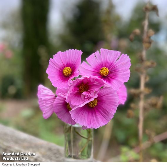 Cosmos 'Fondant Fancy' - Seeds